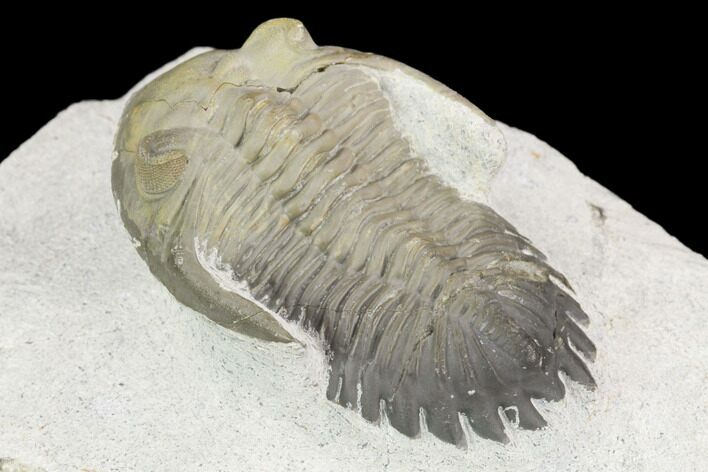 Detailed Hollardops Trilobite - Multi-Toned Shell #126284